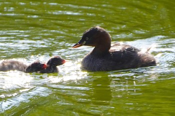 Little Grebe 千里南公園 Sat, 11/19/2022