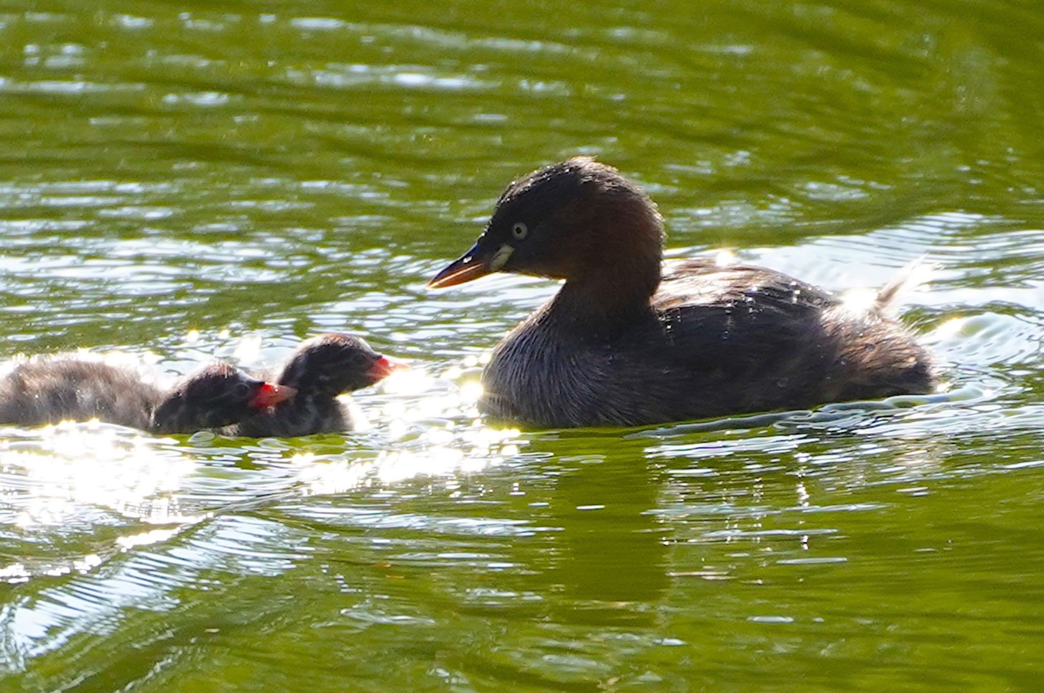 Photo of Little Grebe at 千里南公園 by アルキュオン