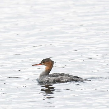 ウミアイサ 春国岱原生野鳥公園(根室) 2022年11月19日(土)