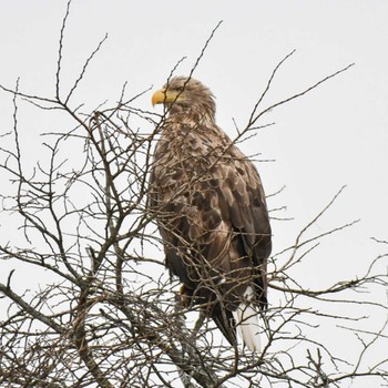 オジロワシ 春国岱原生野鳥公園(根室) 2022年11月19日(土)