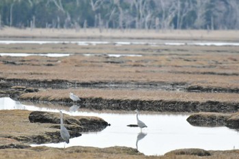 アオサギ 春国岱原生野鳥公園(根室) 2022年11月19日(土)