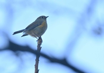 2022年11月19日(土) 大野調整池の野鳥観察記録