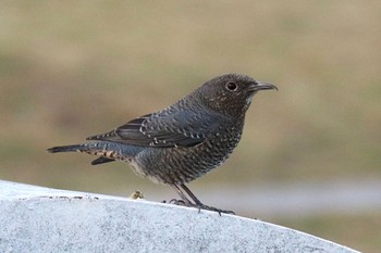 Blue Rock Thrush Minatomirai Sat, 11/19/2022