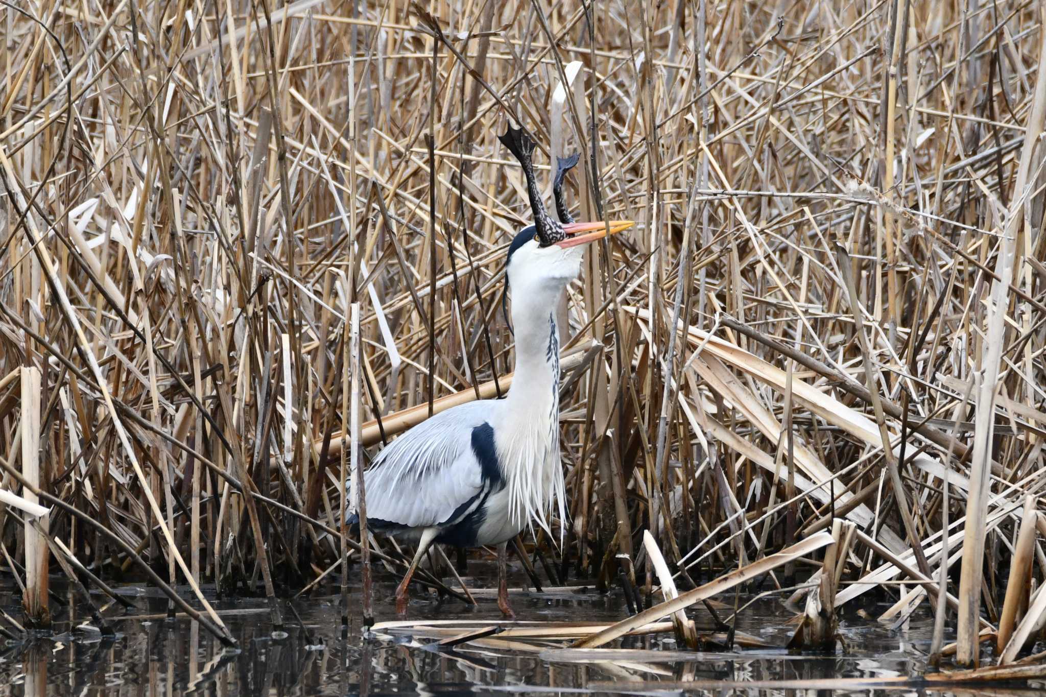 Photo of Grey Heron at Kitamoto Nature Observation Park by Yokai