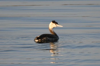 2022年11月19日(土) 渡良瀬遊水地の野鳥観察記録