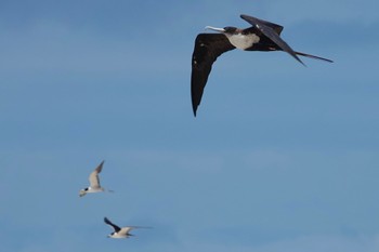 Great Frigatebird Michaelmas Cay Mon, 10/10/2022