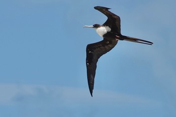 オオグンカンドリ Michaelmas Cay 2022年10月10日(月)