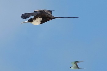 オオグンカンドリ Michaelmas Cay 2022年10月10日(月)