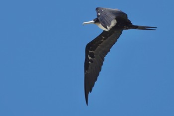 Great Frigatebird Michaelmas Cay Mon, 10/10/2022