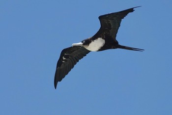 オオグンカンドリ Michaelmas Cay 2022年10月10日(月)