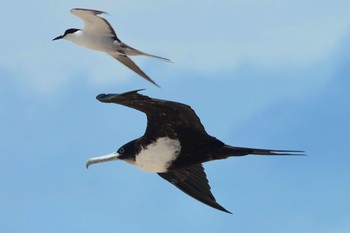 オオグンカンドリ Michaelmas Cay 2022年10月10日(月)