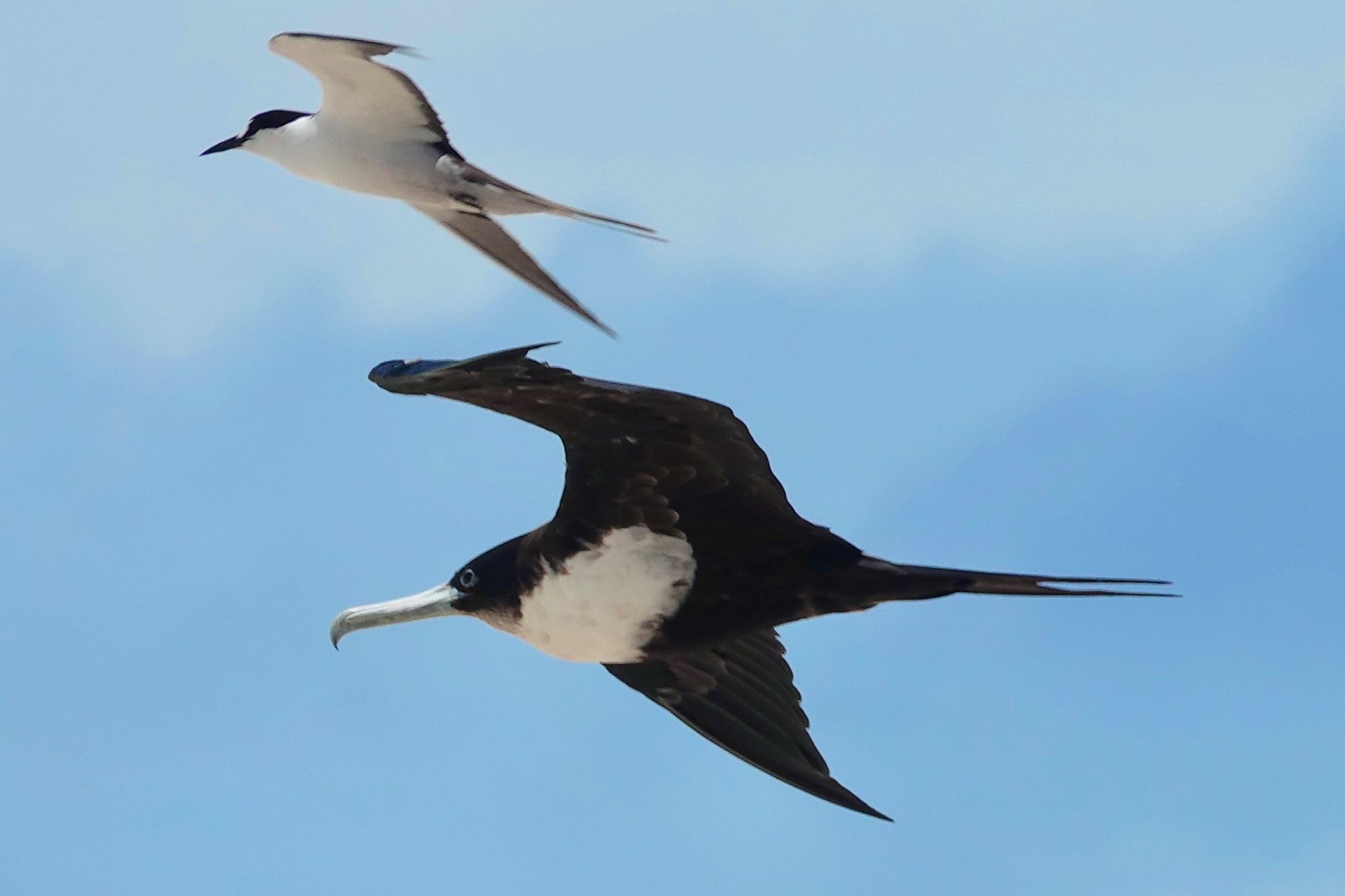 Michaelmas Cay オオグンカンドリの写真