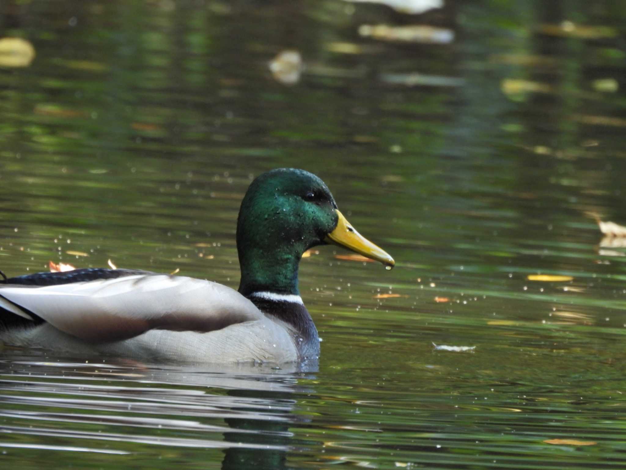 Photo of Mallard at  by NM🐥📷