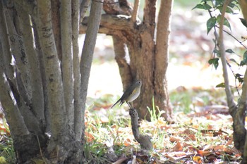 Red-flanked Bluetail 久宝寺緑地公園 Sat, 11/19/2022