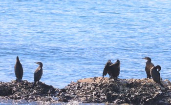 2022年11月19日(土) 豊浜漁港(知多郡南知多町)の野鳥観察記録