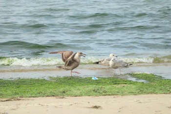 Slaty-backed Gull 坂井海岸(常滑市) Sat, 11/19/2022