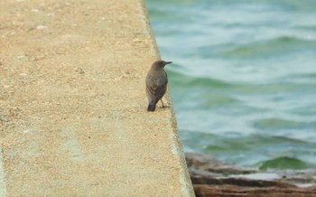 Blue Rock Thrush 坂井海岸(常滑市) Sat, 11/19/2022