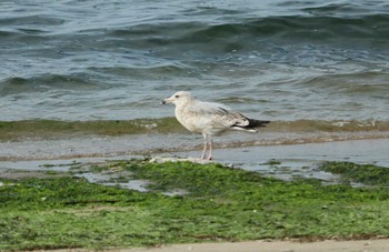 Slaty-backed Gull 坂井海岸(常滑市) Sat, 11/19/2022