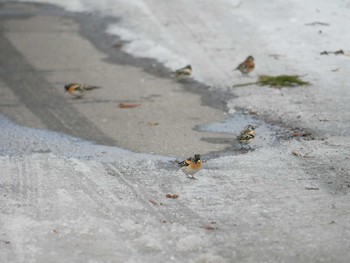 2018年2月24日(土) 長野市の野鳥観察記録