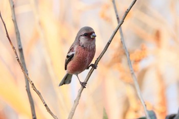 2022年11月19日(土) 渡良瀬遊水地の野鳥観察記録