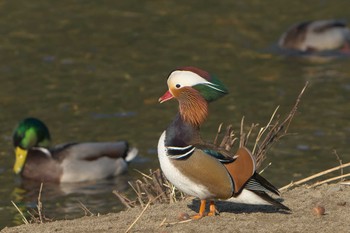 2022年11月19日(土) 日野川の野鳥観察記録