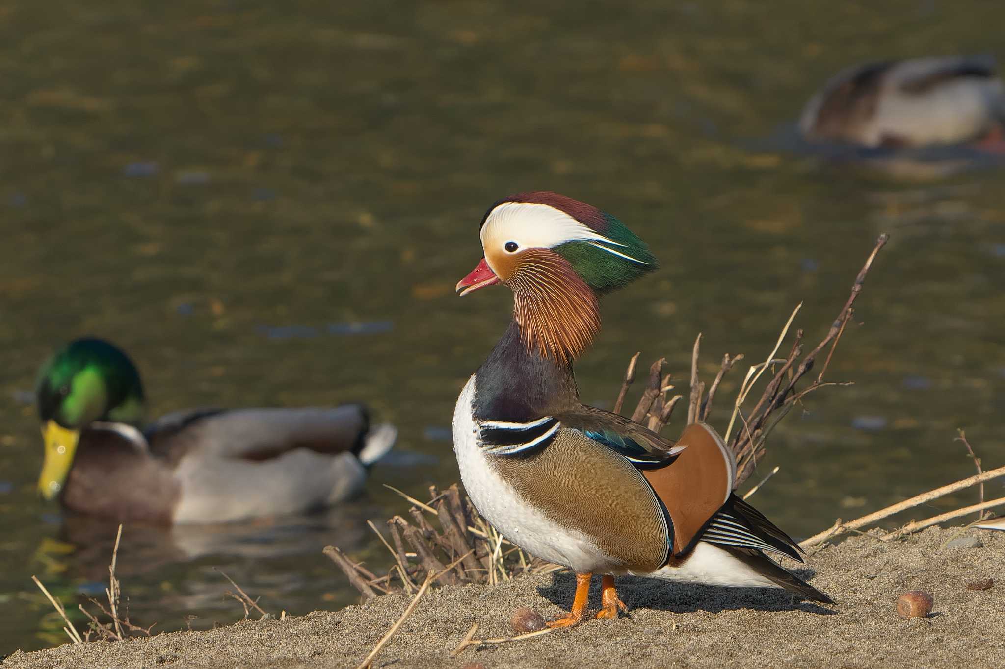 Mandarin Duck