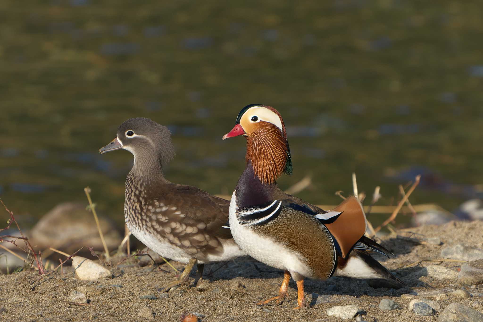 Photo of Mandarin Duck at 日野川 by 禽好き