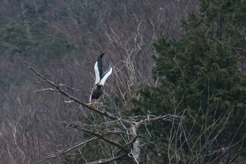 オオワシ 場所が不明 2018年2月25日(日)