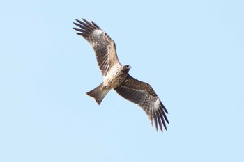 トビ 葛西臨海公園 2022年11月19日(土)