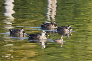 カイツブリ 葛西臨海公園 2022年11月19日(土)