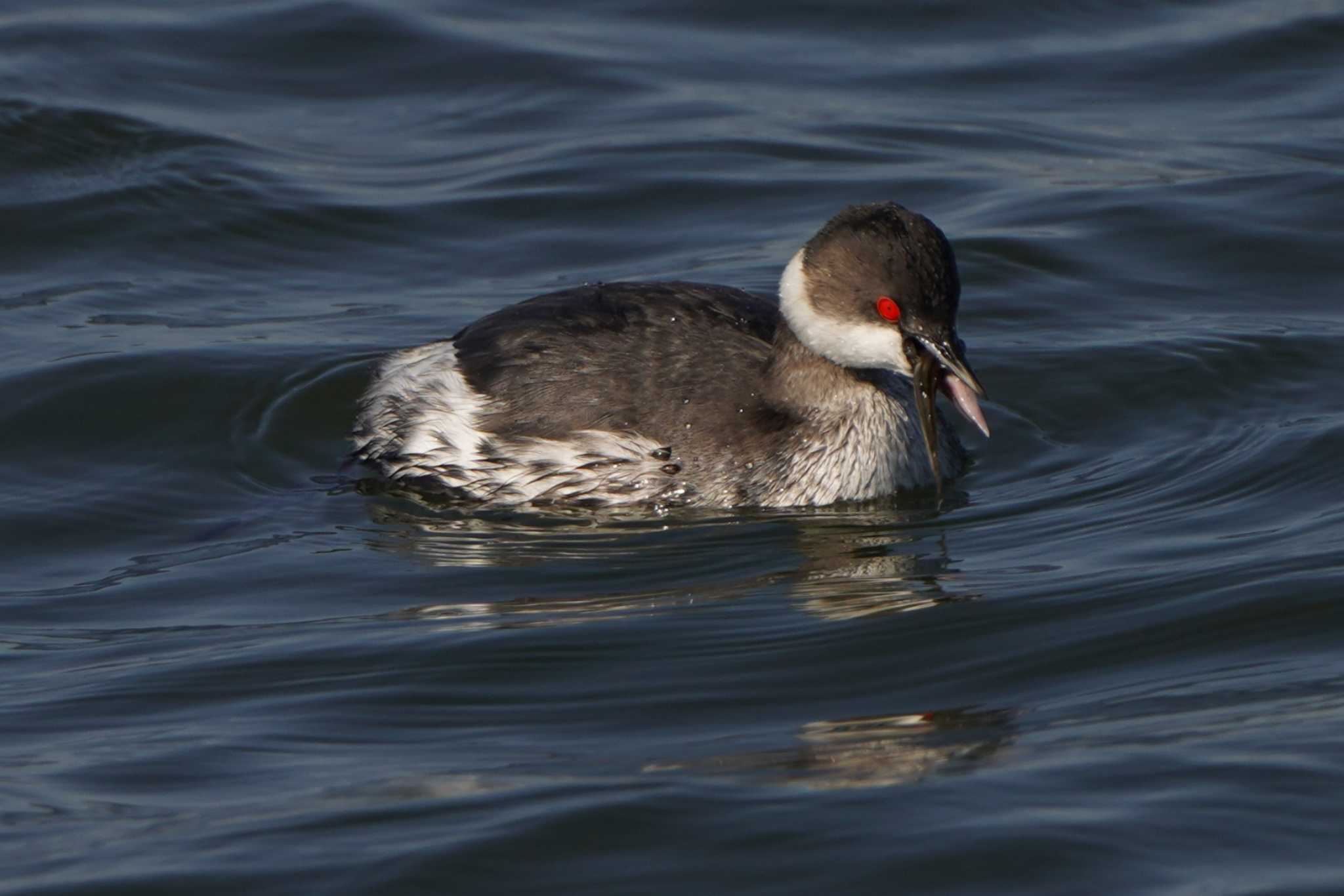 葛西臨海公園 ハジロカイツブリの写真