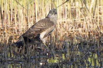 2022年11月19日(土) 葛西臨海公園の野鳥観察記録