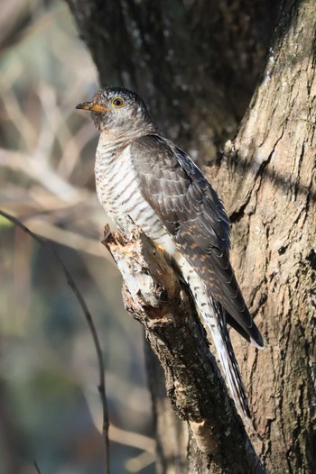 Lesser Cuckoo Watarase Yusuichi (Wetland) Sun, 11/6/2022