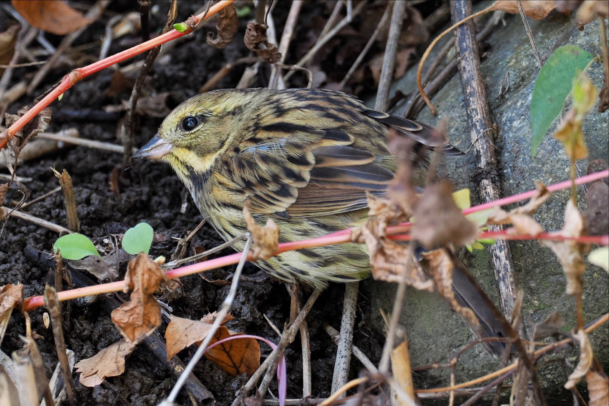 東京港野鳥公園 アオジの写真 by とりとり