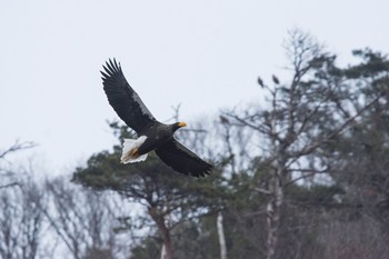 オオワシ 場所が不明 2018年2月25日(日)