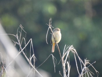 Daurian Redstart 川越水上公園 Sun, 10/30/2022