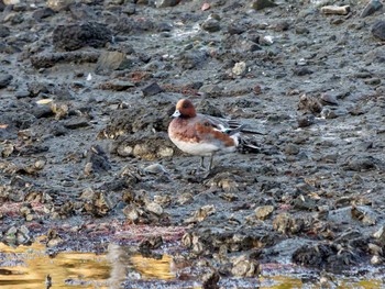 Eurasian Wigeon Nagahama Park Sat, 11/19/2022