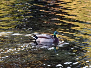 Mallard Nagahama Park Sat, 11/19/2022