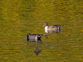 Northern Pintail Nagahama Park Sat, 11/19/2022