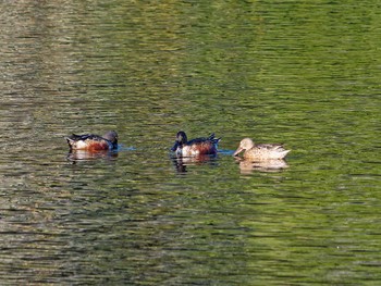 Northern Shoveler Nagahama Park Sat, 11/19/2022