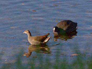 Common Moorhen Nagahama Park Sat, 11/19/2022