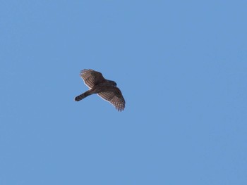 Eurasian Goshawk Nagahama Park Sat, 11/19/2022