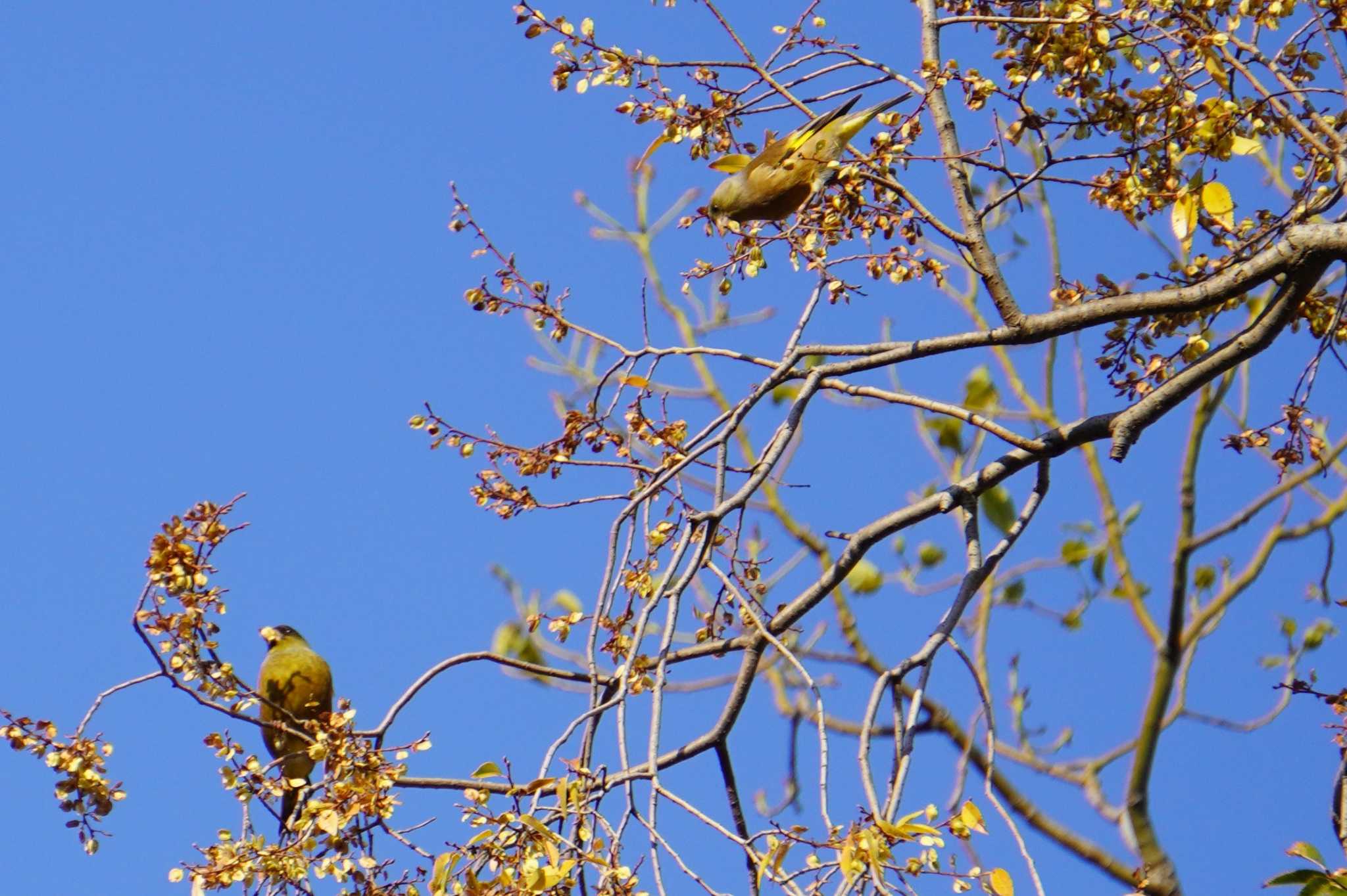 Photo of Grey-capped Greenfinch at Osaka castle park by jasmine