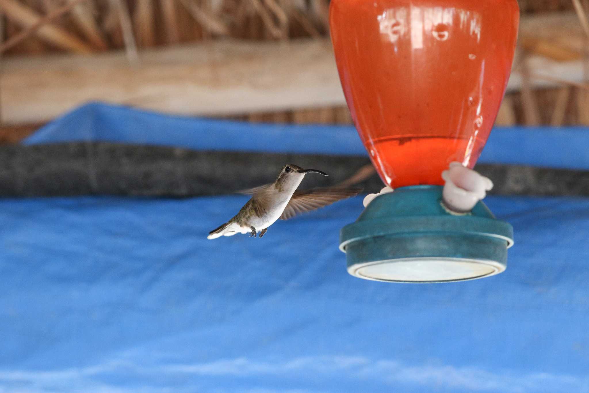 Photo of Mexican Sheartail at Rio Lagartos by Trio