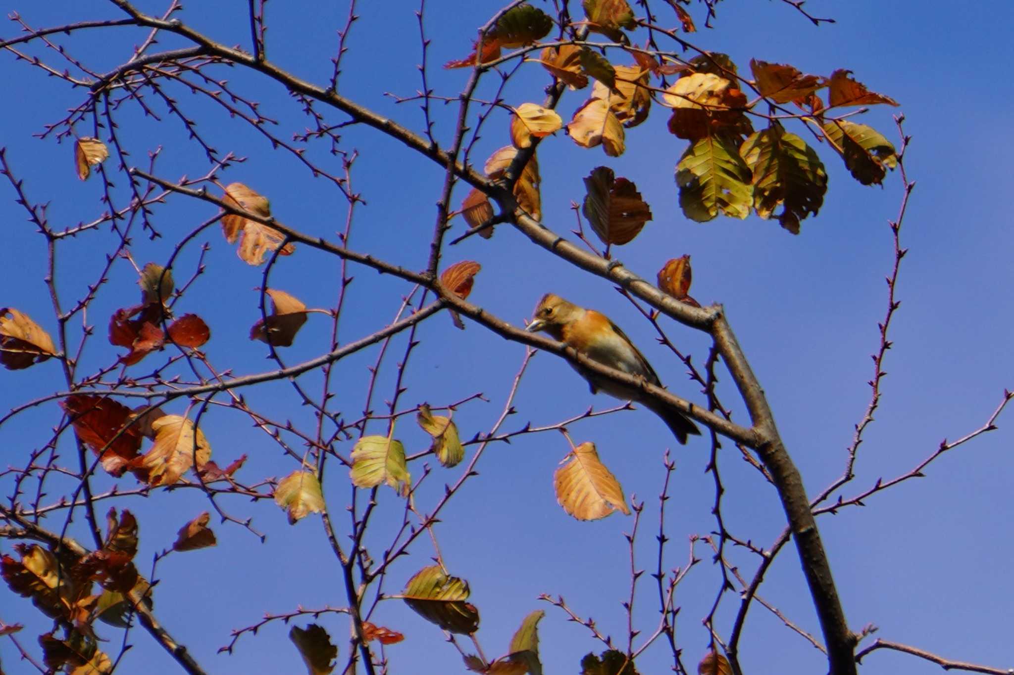 Photo of Brambling at Osaka castle park by jasmine