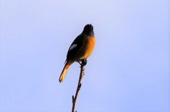 Daurian Redstart Osaka castle park Sat, 11/19/2022