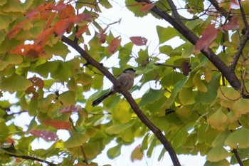2022年11月19日(土) 大阪城公園の野鳥観察記録