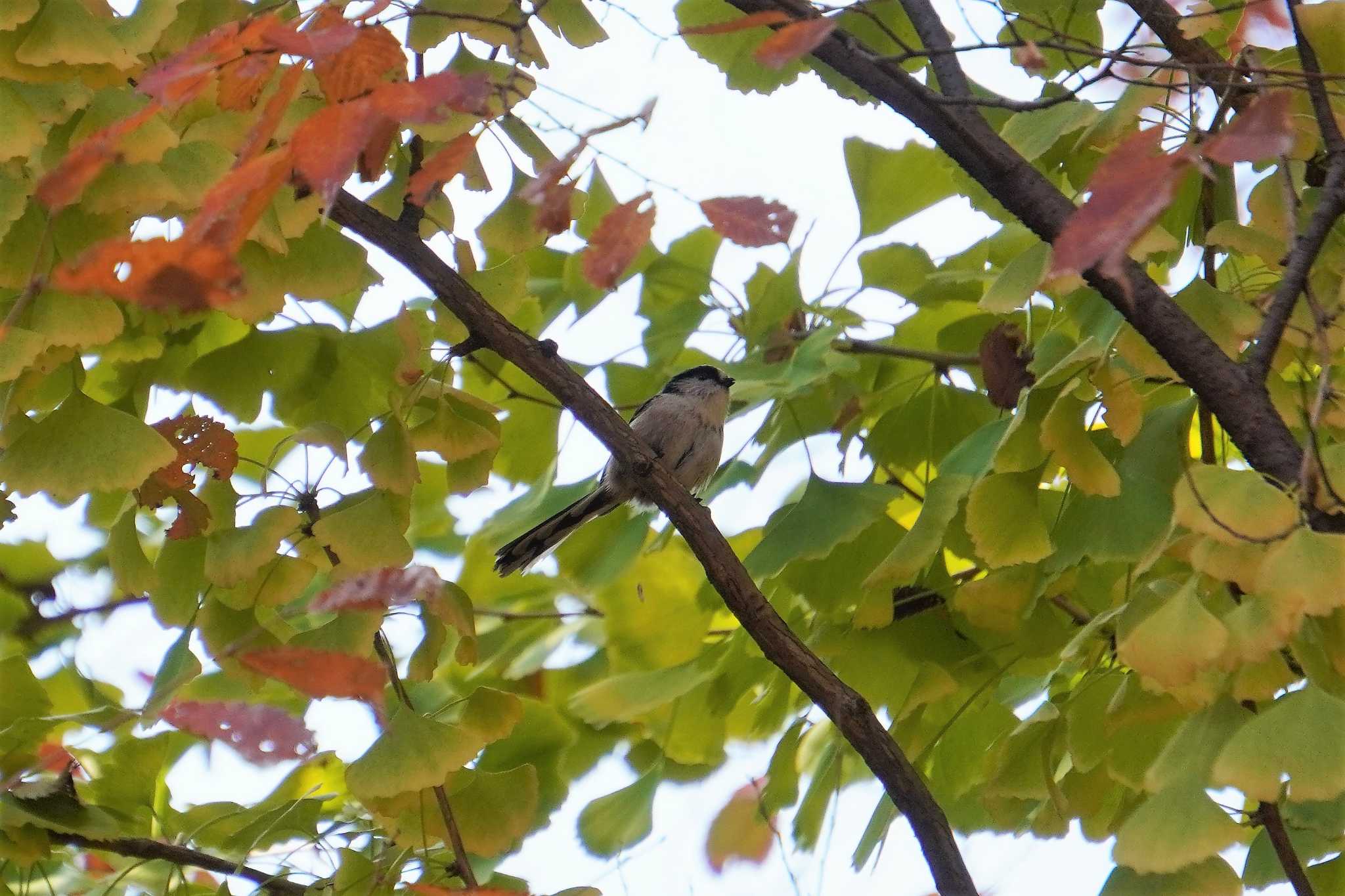 大阪城公園 エナガの写真