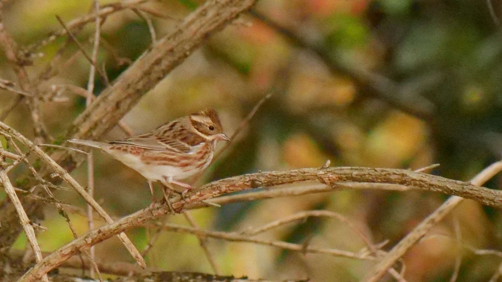 Rustic Bunting