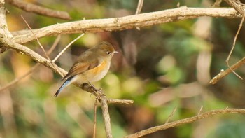 Red-flanked Bluetail 箕面山 Sat, 11/19/2022
